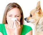 Allergiat lemmikkeihin