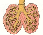 Keuhkojen epämuodostumat